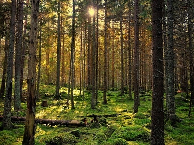 Touch of Nature